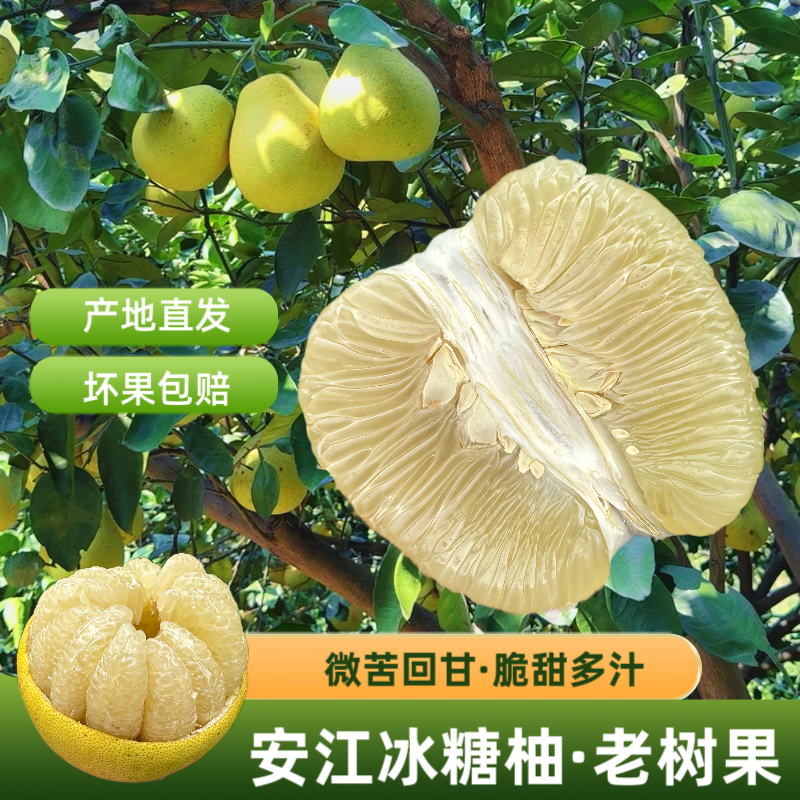 湖南怀化雪峰冰糖柚安江青柚孕妇新鲜水果金兰柚高山老柚子小苦柚