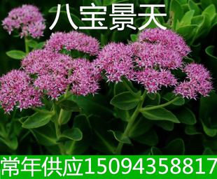 工程绿化苗木八宝景天宿根植物盆栽植物蝎子草景天小苗
