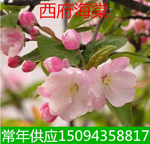 庭院植物西府海棠花绿化苗
