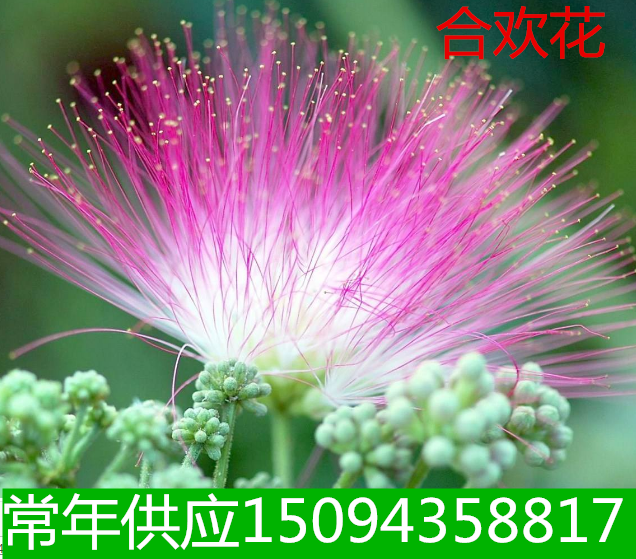 工程绿化苗木合欢花 合欢树苗庭