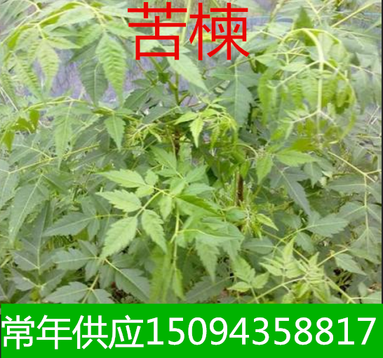 苦楝苦练树苦楝树苗苦楝小苗苦楝树紫花树哑巴树苗楝树苗楝枣树苗