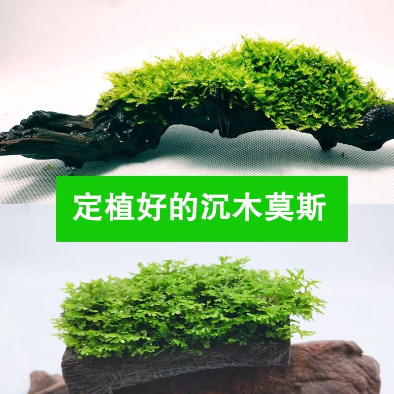 鱼缸造景莫斯树大三角莫斯沉木天然活体真水草造景套餐水族箱装饰