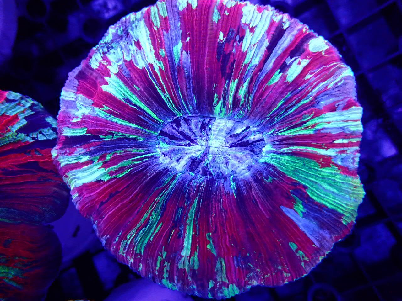 开放八字脑活体珊瑚海水鱼缸海洋软体脑累珊瑚