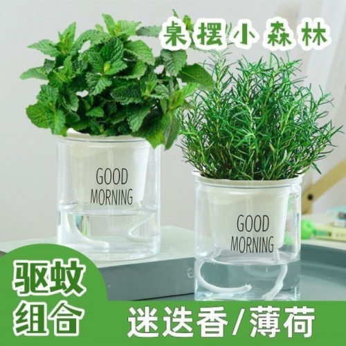 可食用驱蚊净化空气薄荷迷迭香