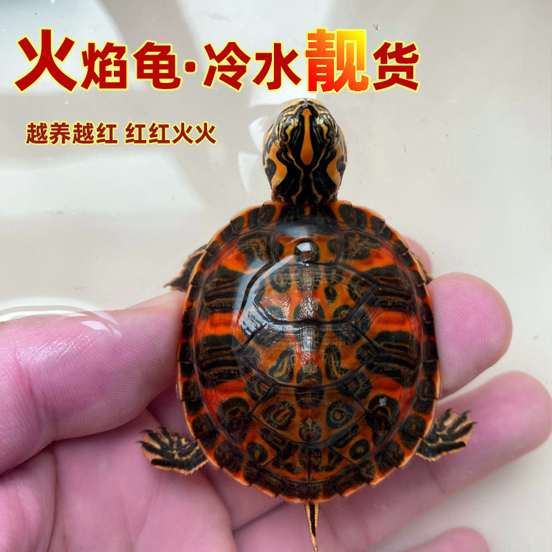 火焰龟深水龟鱼缸混养小乌龟活物稀有活体小宠物吃粪龟清洁龟冷水_虎窝淘