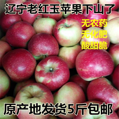 辽宁水果盖州老红玉苹果童年回忆老树红玉酸甜可苹果净4.5斤左右