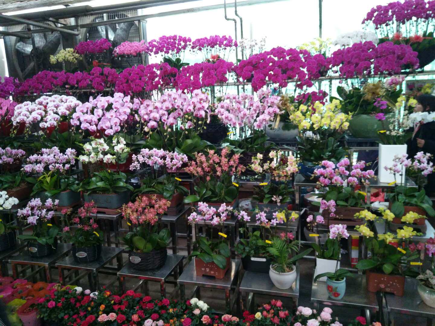 蝴蝶兰四季大型室内特级年宵花卉人气盆栽西安同城送货入户