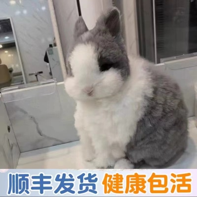 小兔子活体长毛盖脸猫猫兔垂耳