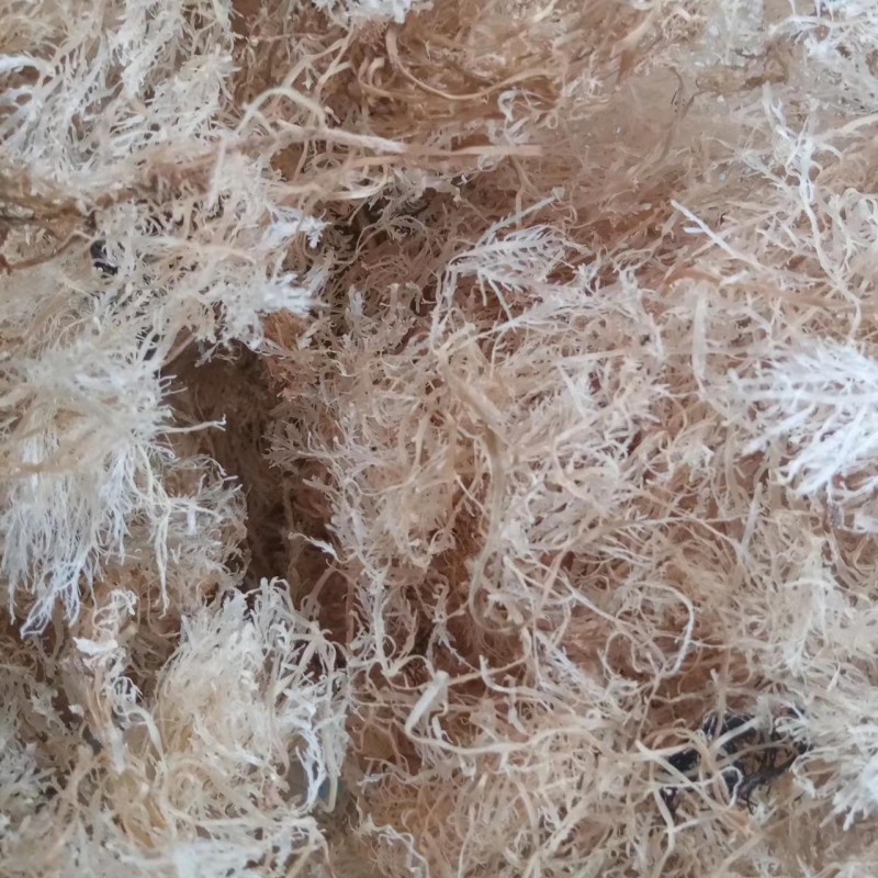 海石花菜商用实惠海藻干货石花膏四果汤草燕洋菜新晒大颗石花糖水