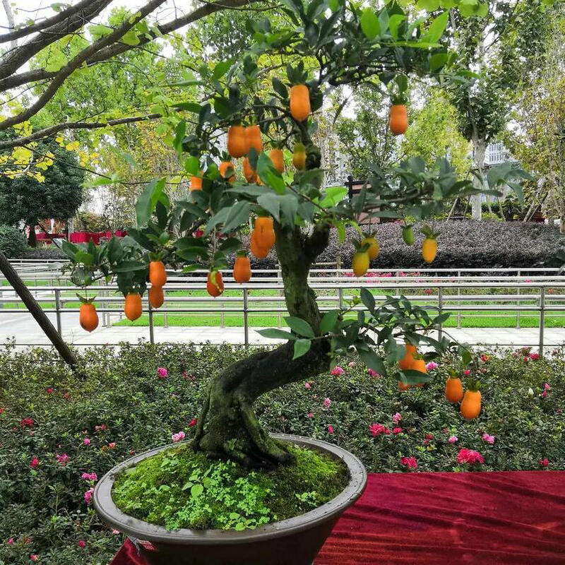 金弹子种子孑葫芦花生金担旦子嫁接鸡血红老鸦柿盆栽苗盆景树种籽