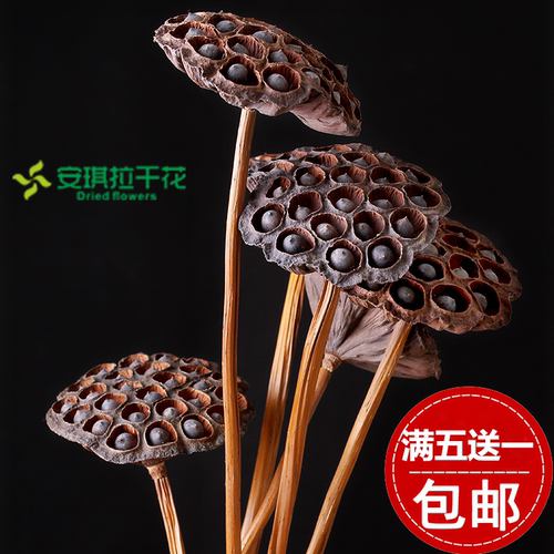 新品促销莲蓬真杆搭配装饰手工