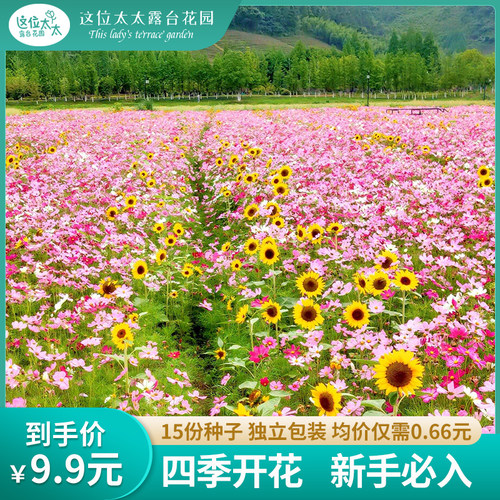 种子组合春播C15种不重复 小红书同步这位太太露台华园