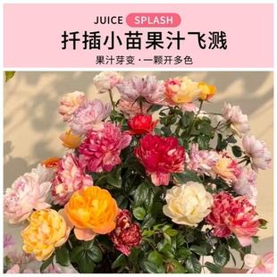 绝色果汁飞溅小苗带分支抗病勤花多色多季开花阳台庭院盆栽绿植
