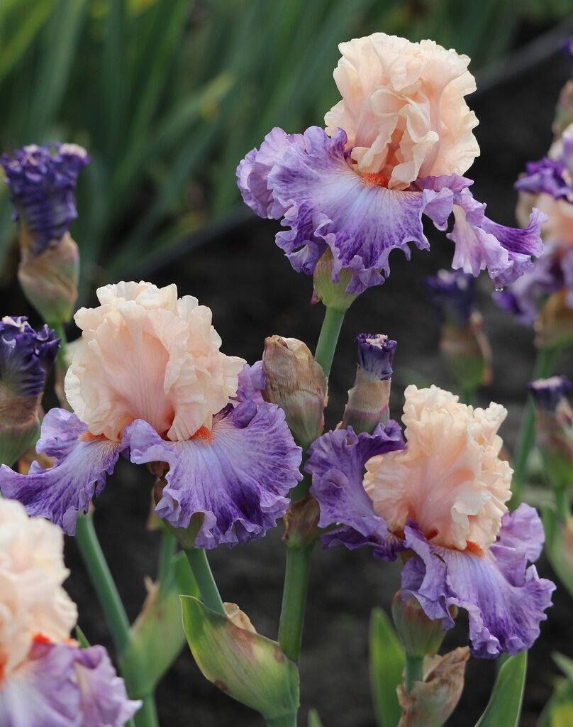 11月发货 进口德国鸢尾裸根 大家喜欢的多米诺有货了