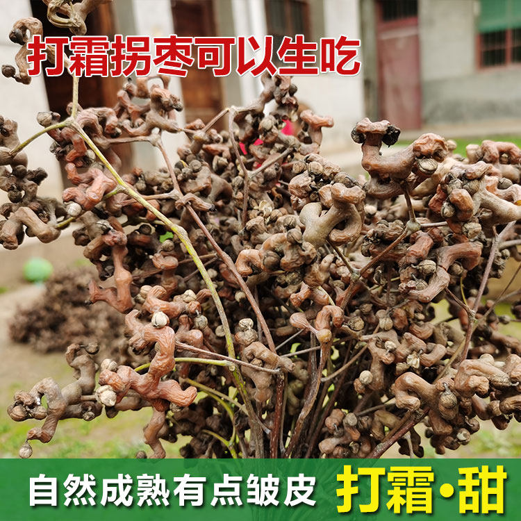 25年陕西新鲜生吃半干拐枣鸡爪梨金钩子水果万寿果泡酒煲汤包邮