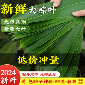新鲜粽叶粽子叶箬叶超大号免邮端午包粽子的叶子精修商家用干粽叶
