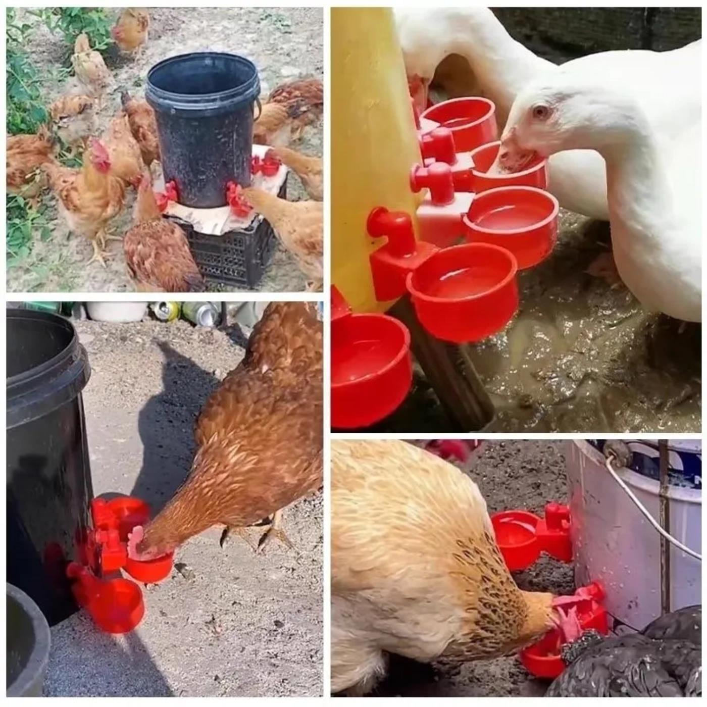 鸽子鸭鹅鹌鹑雏自动饮水碗水器禽