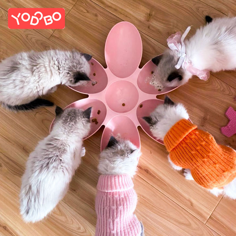 猫碗宠物用品猫咪饭碗多猫食盆流浪猫喂食碗幼猫专用小猫盘子狗狗图片