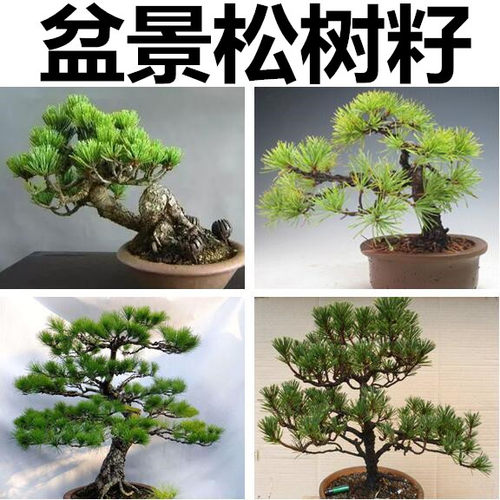 松树种子日本黑松雪松油松金钱松马尾松湿地松华山松白皮松落叶松