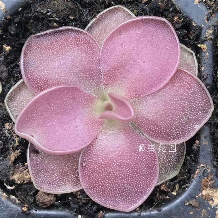 懒虫花园—捕虫堇 赛提 红色捕虫植物 一物一拍 穴盘带小土团发货