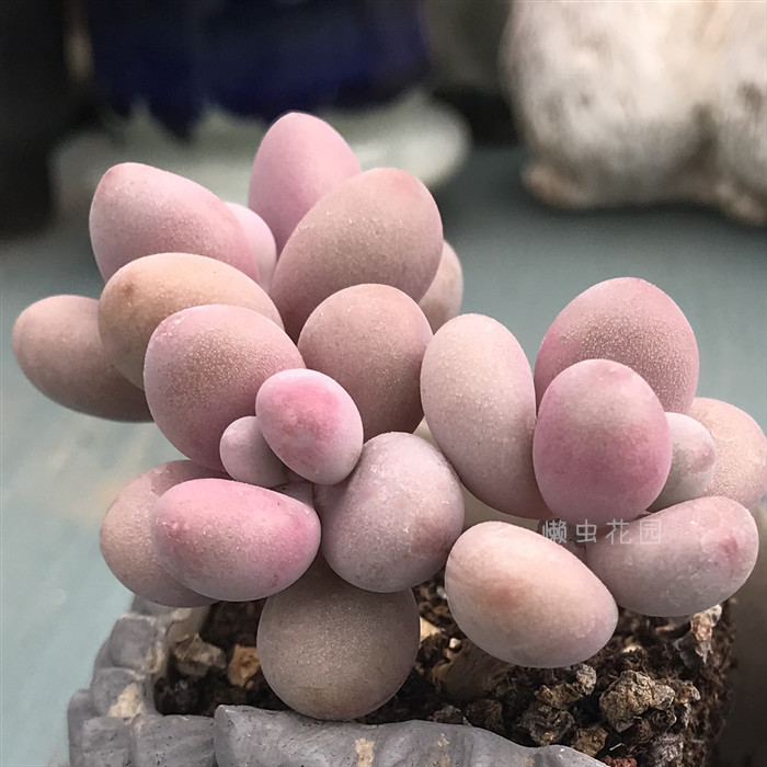 懒虫花园-桃蛋控养小老桩粉色云南露天控养多肉植物一物一拍带盆
