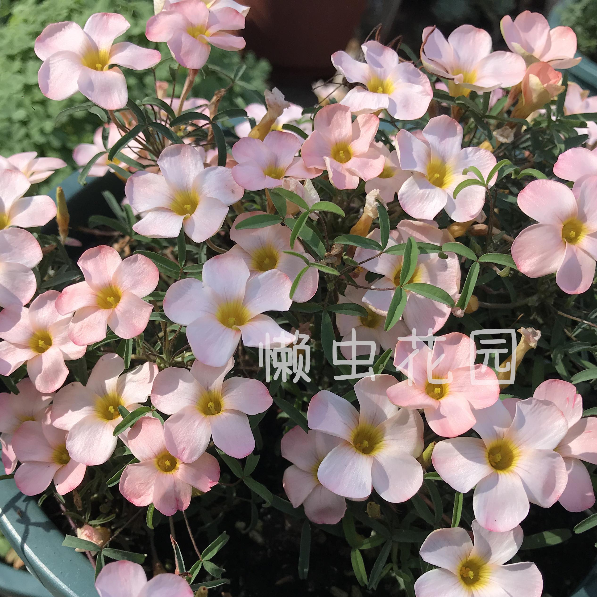 懒虫花园-绿植盆栽早花酢浆草开桌面绿植