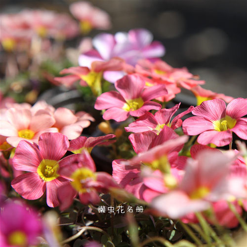 种球多年冬季花期12月到来年3月