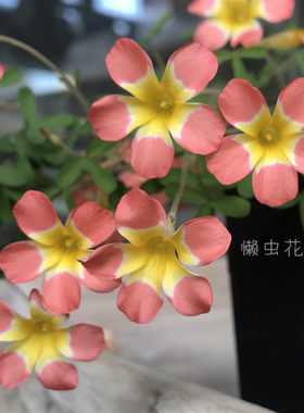 酢浆草早花多年生种球球根花期长
