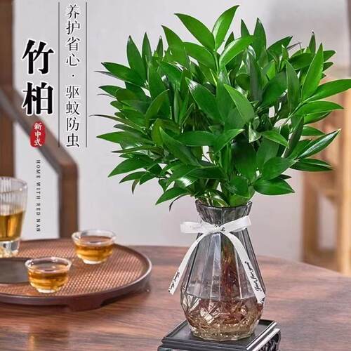 水培驱蚊竹柏植物盆栽花卉