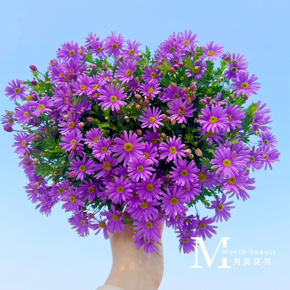 月美花卉 姬小菊紫色盆栽 草本菊花苗带花苞多年生易暴花阳台庭院