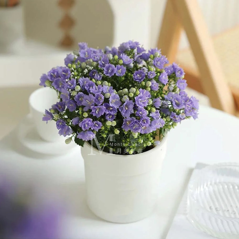 丹麦风铃草 重瓣紫色白色盆栽带花苞室内阳台庭院草本花卉多年生