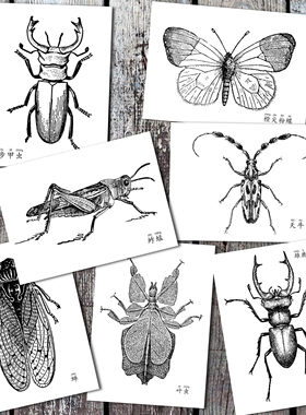 黑白线描画风中文名称35张铅笔