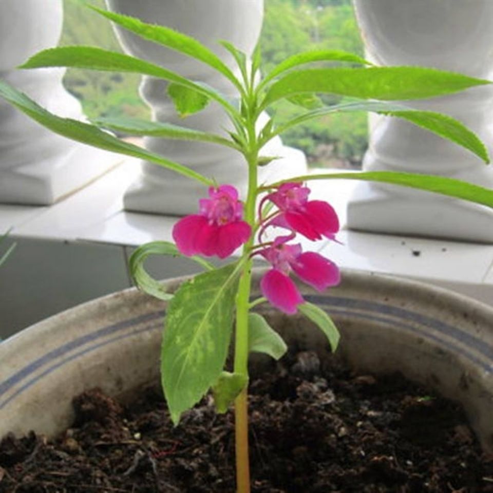野生季季草花 凤仙花子指甲草四颜色随机 易活 好管理  3棵苗一盆