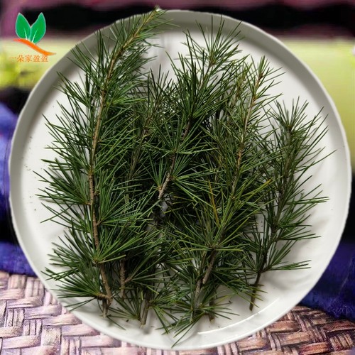 新鲜喜玛拉雅雪松枝叶雪松鲜切枝 diy手工皂香包纯露精油香薰原料