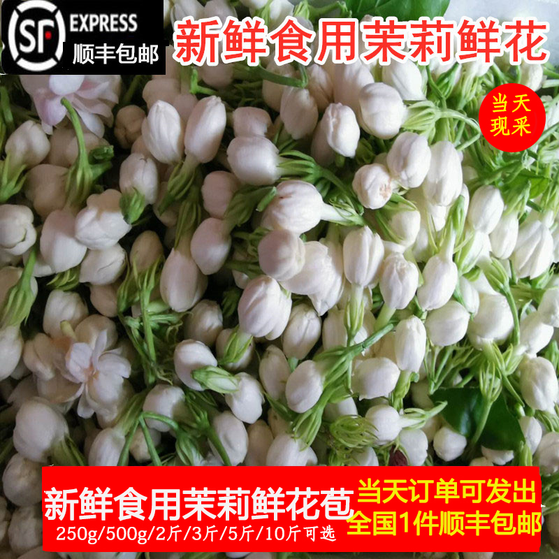 23不打烊新鲜食用茉莉花茉莉花苞做纯露酵素花茶食用原料顺丰包邮