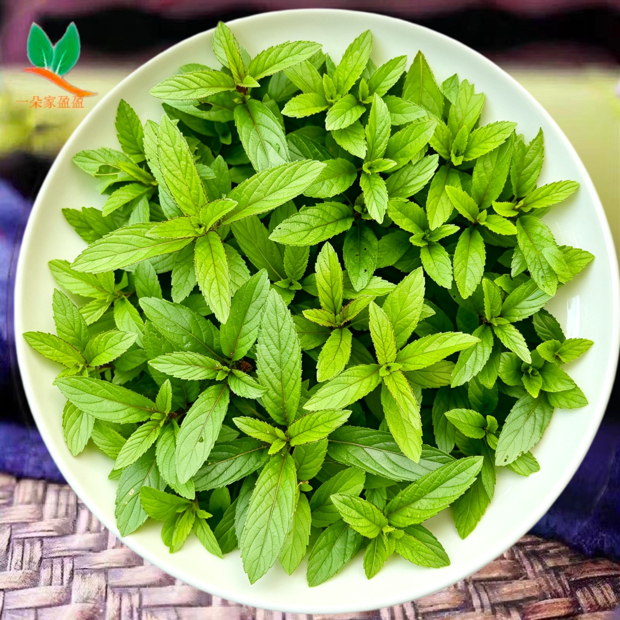 2026新鲜胡椒薄荷叶可食用凉薄荷欧薄荷现剪现发纯露精油提取原料