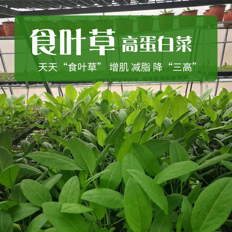 食叶草蛋白草食用草国产种子可食用盆栽高产耐寒绿植高蛋白牧草籽