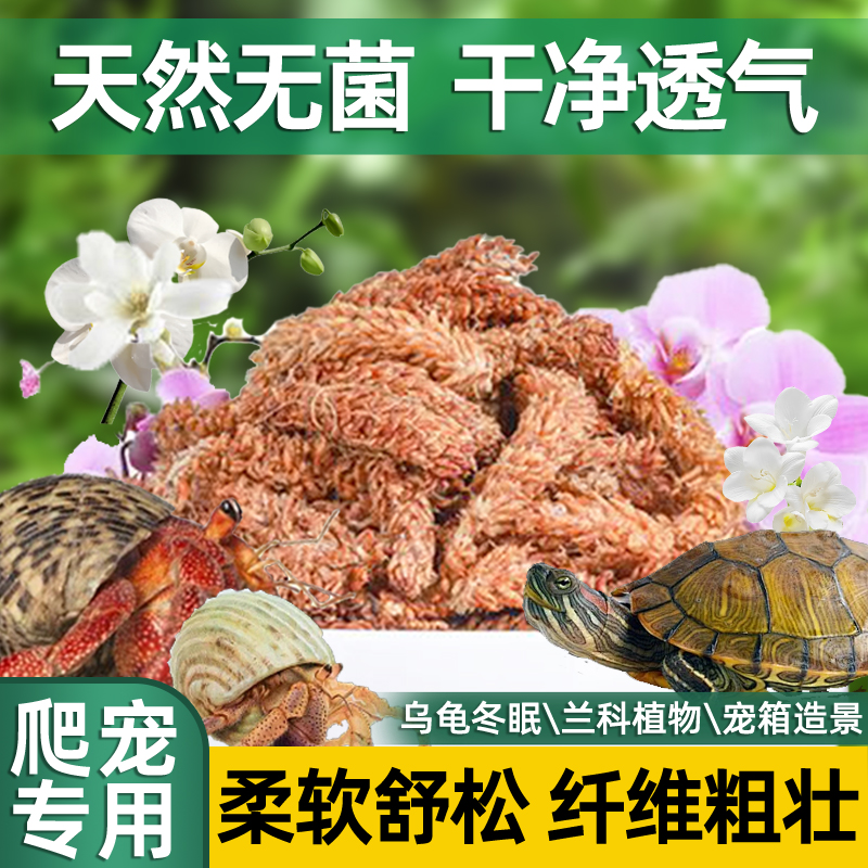 智利进口毛毛虫水苔干苔藓乌龟冬眠垫材石斛蝴蝶兰花植料爬宠介质