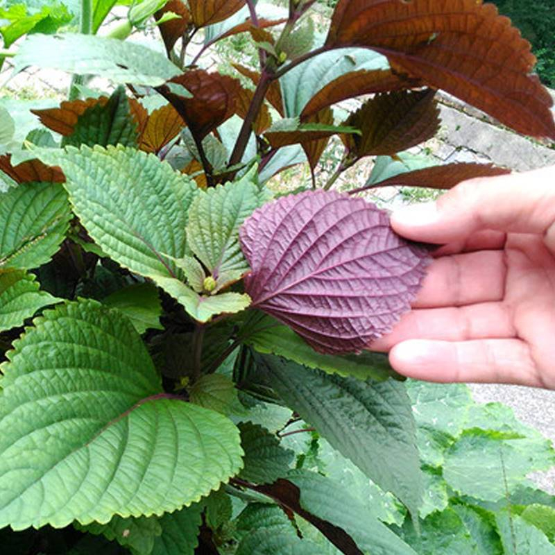紫苏种子苗野菜种籽四季播
