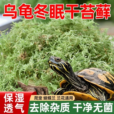 乌龟冬眠干苔藓水苔青苔石斛兰花