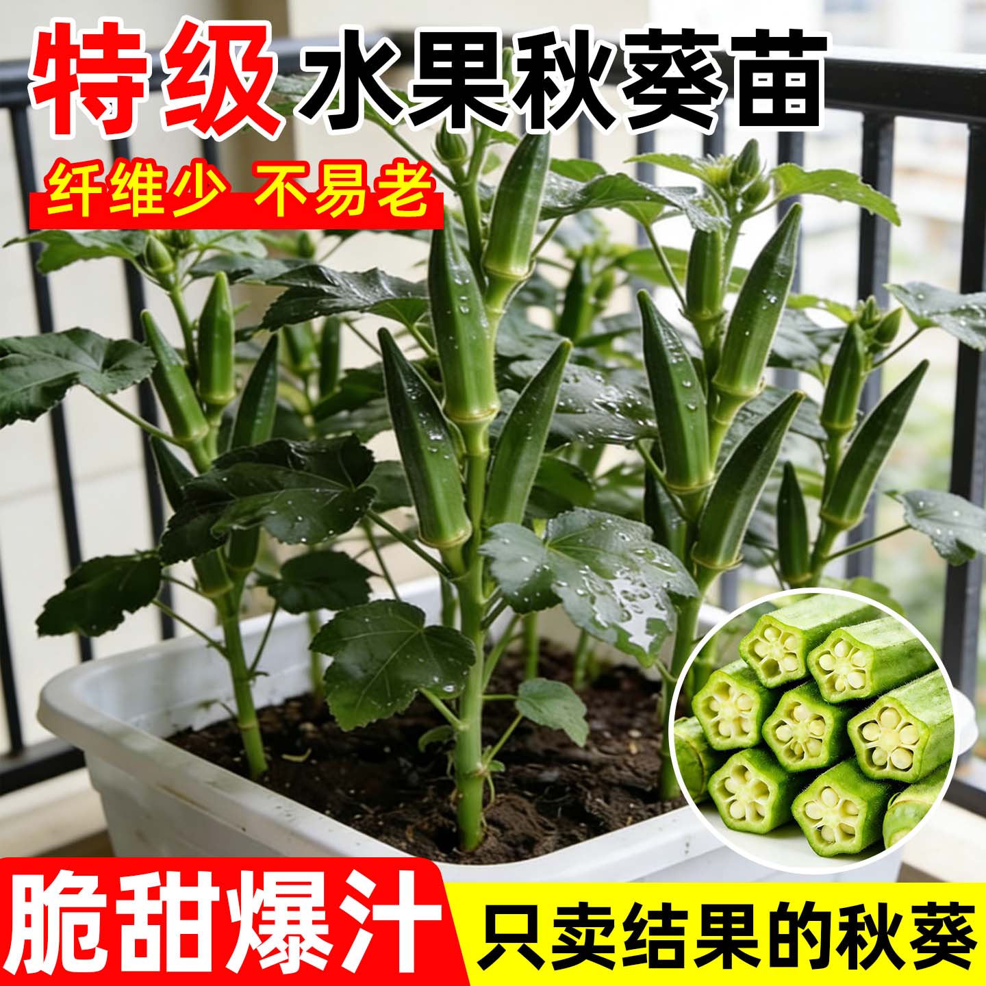 当季新鲜带土秋葵苗四季盆栽图片