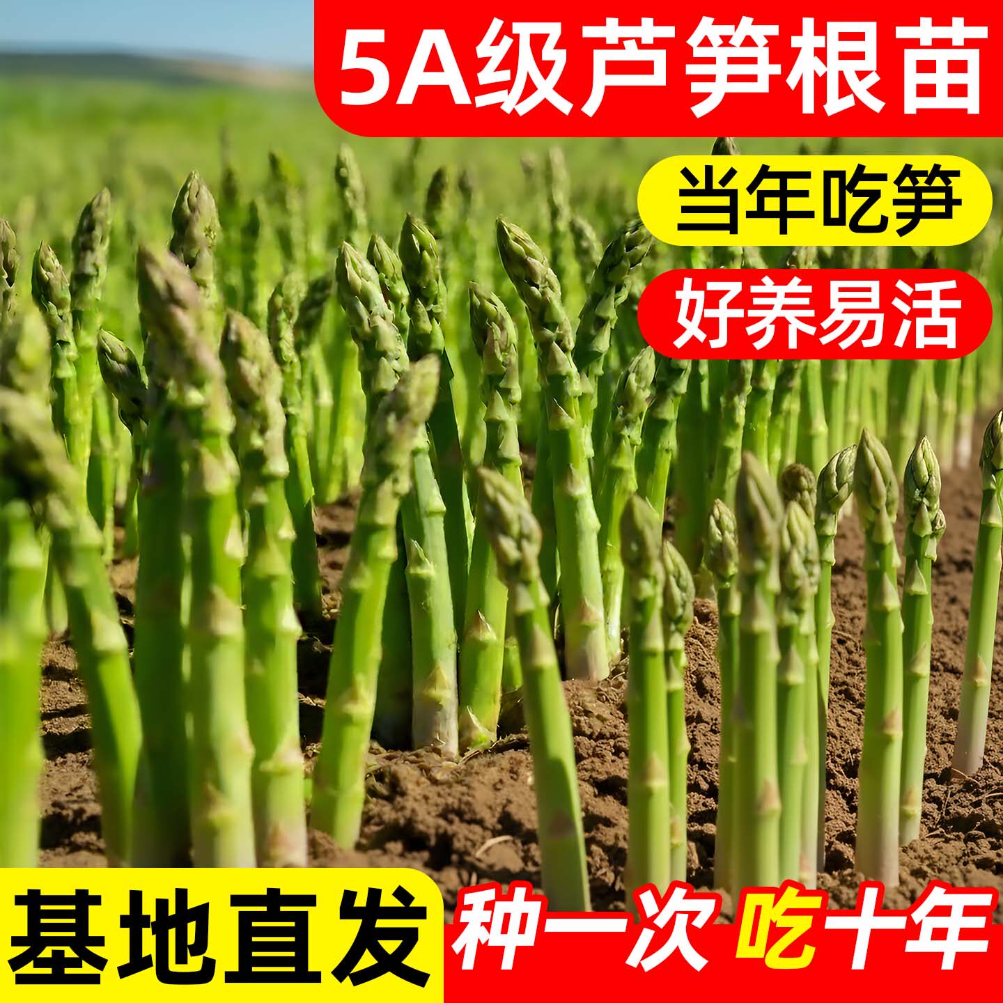 芦笋根苗带土发货阳台盆栽庭院种植苗新鲜多年生芦笋根苗蔬菜秧苗