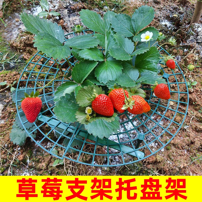草莓托盘架盆栽种植网叶架子