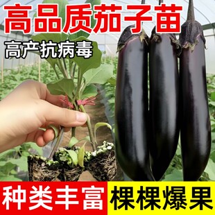 四季茄子苗带土嫁接秧苗老品种紫长茄春季高产抗病辣椒番茄蔬菜苗