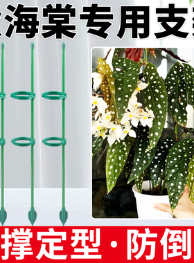 秋海棠专用花架子花蝴蝶天堂鸟叶枝支撑杆绣球绿植支架杆支撑架护