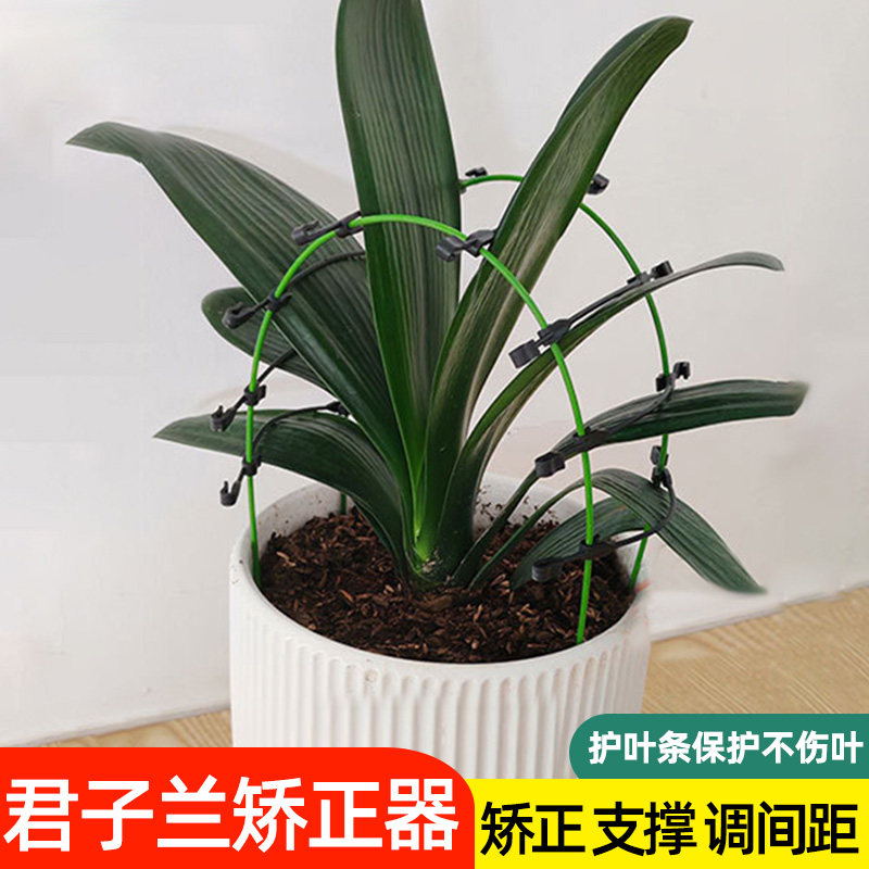 君子兰支架矫正器兰花花架固定造型调整叶间距定型夹纠正器护叶架图片