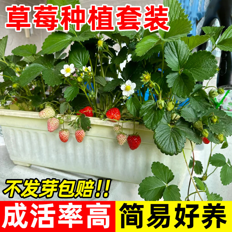 家庭盆栽四季奶油草莓种种植套装