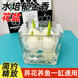 水培郁金香花盆透明方缸水养百合水仙郁金香种球花瓶定值玻璃器皿