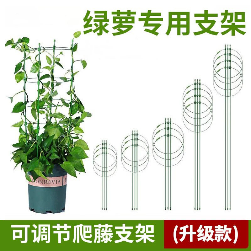 绿萝专用花架子铁艺杆防倒阳台保温藤本植物爬藤攀爬蟹爪兰支撑杆图片
