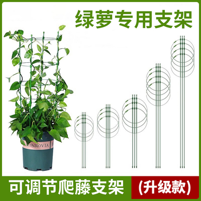 绿萝专用花架子铁艺杆防倒阳台保温藤本植物爬藤攀爬蟹爪兰支撑杆
